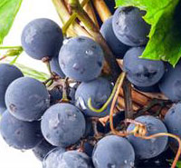 Muscat Grapes