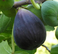 Black Mission Fig