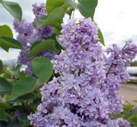 French Lilacs
