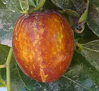 Jujube Li