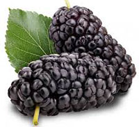 mulberries
